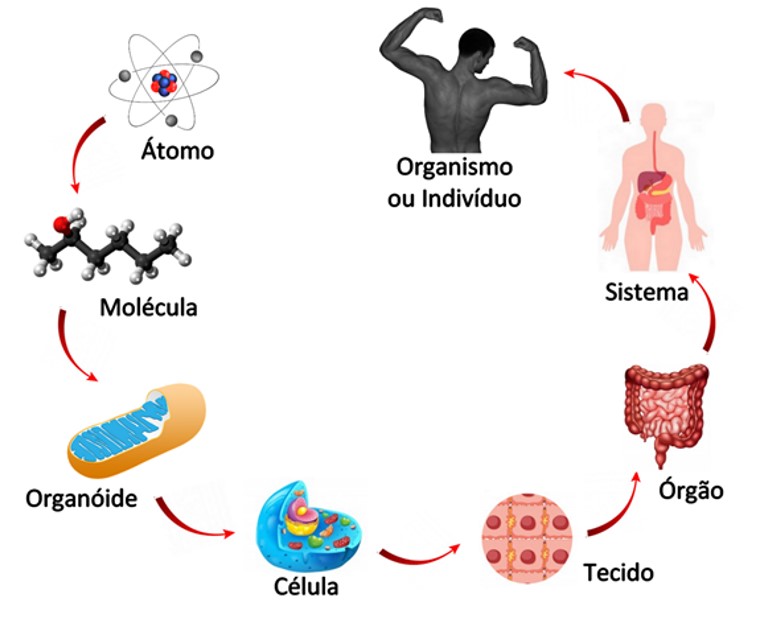 Conceitos Fundamentais de Biologia – Plataforma – Prof. Eriza